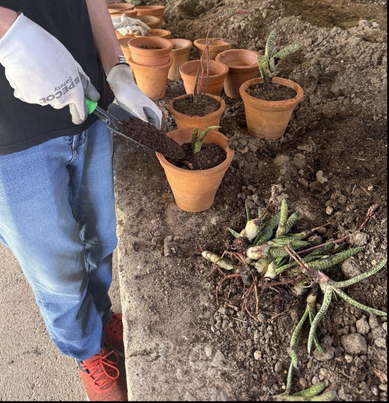 Workshop “Envasamento de Plantas”
